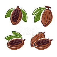 Cacao, unt de cacao si cuvertura